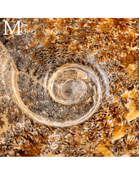 Ammonite Fossile Cleoniceras – Madagascar