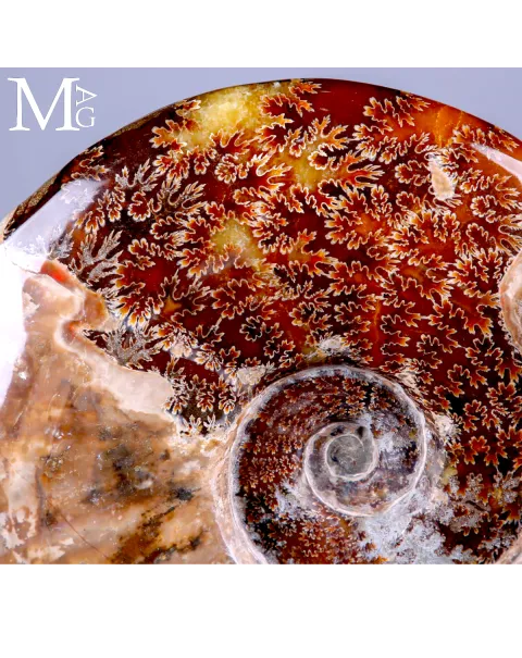 Ammonite Fossile Cleoniceras Lucidata su Base.
