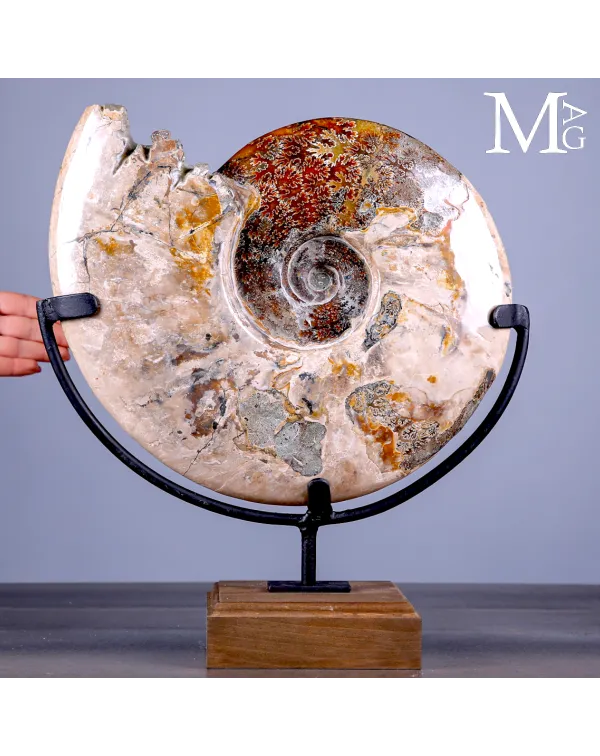 Ammonite Fossile Cleoniceras Lucidata su Base.