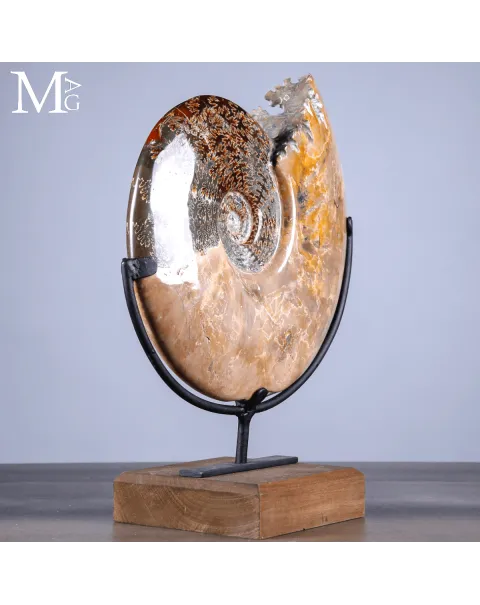 Ammonite Fossile Cleoniceras con Madreperla e Camere Mineralizzate.