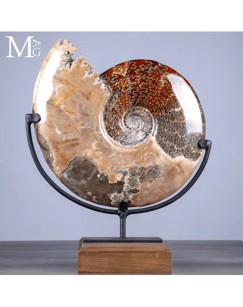 Ammonite Fossile Cleoniceras con Madreperla e Camere Mineralizzate.