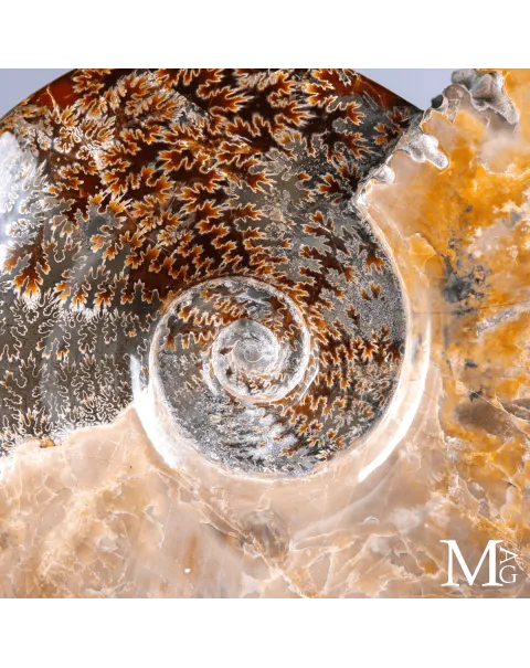 Ammonite Fossile Cleoniceras con Madreperla e Camere Mineralizzate.