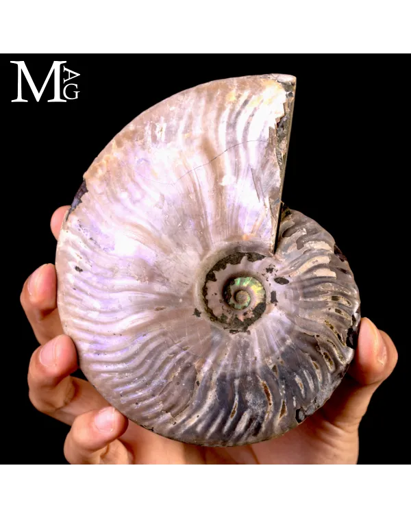 Ammonite fossile Cleoniceras – Madagascar.