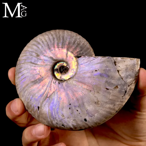 Ammonite Cleoniceras “Rainbow Nacre” –  Madagascar.