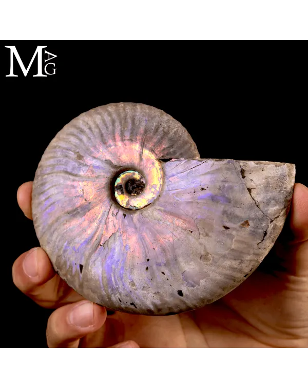 Ammonite Cleoniceras “Rainbow Nacre” –  Mada...