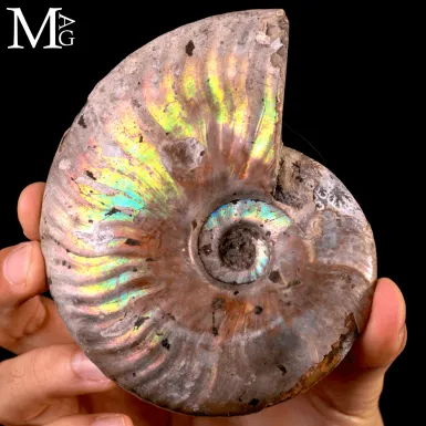 Ammonite Cleoniceras con iridescenza naturale – ...