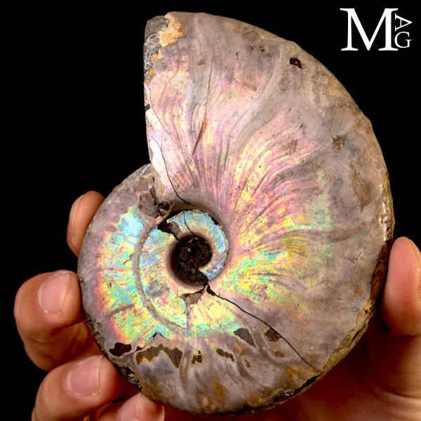 Ammonite Cleoniceras con iridescenza Arcobaleno – Madagascar