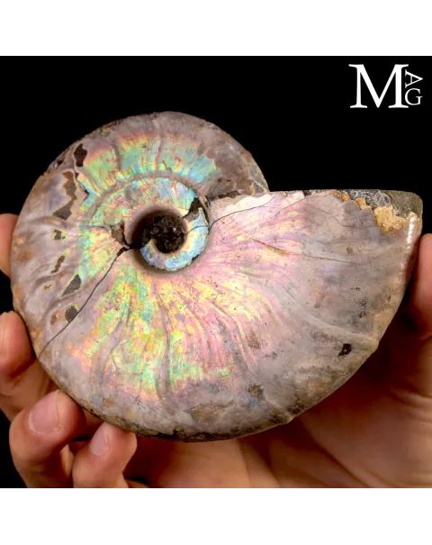 Ammonite Cleoniceras con iridescenza Arcobaleno – Madagascar