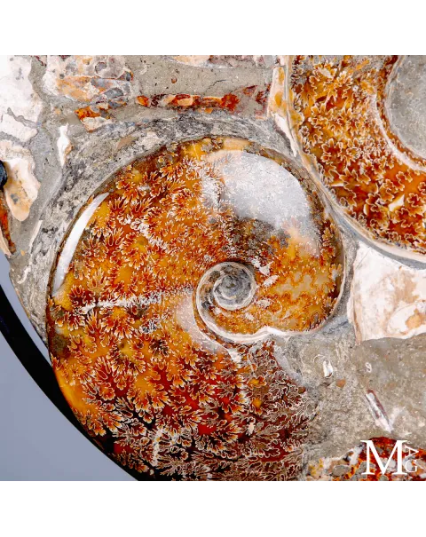 Ammonite fossile Cleoniceras - Grande esemplare su base girevole.