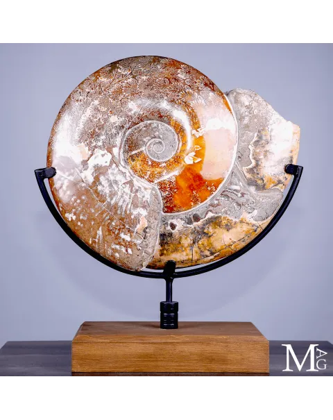 Ammonite fossile Cleoniceras - Grande esemplare su base girevole.