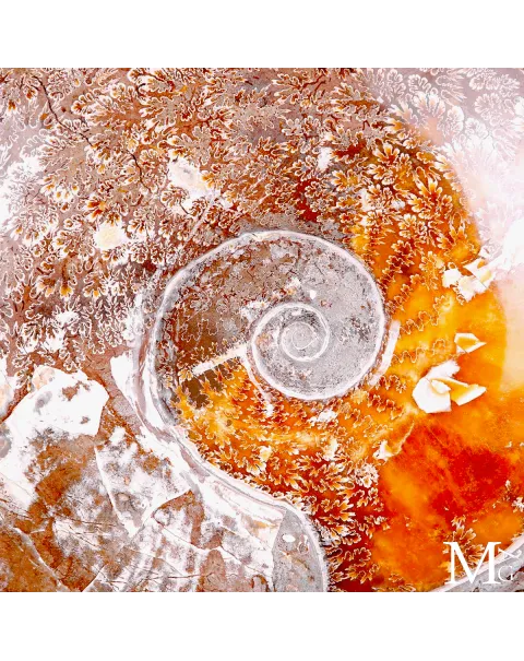 Ammonite fossile Cleoniceras - Grande esemplare su base girevole.