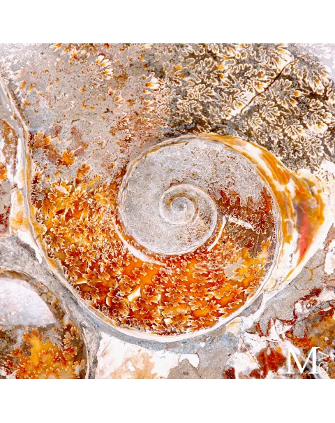 Ammonite fossile Cleoniceras - Grande esemplare su base girevole.