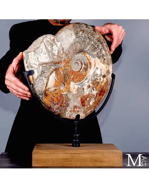 Ammonite fossile Cleoniceras - Grande esemplare su base girevole.