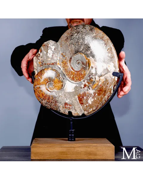 Ammonite fossile Cleoniceras - Grande esemplare su base girevole.