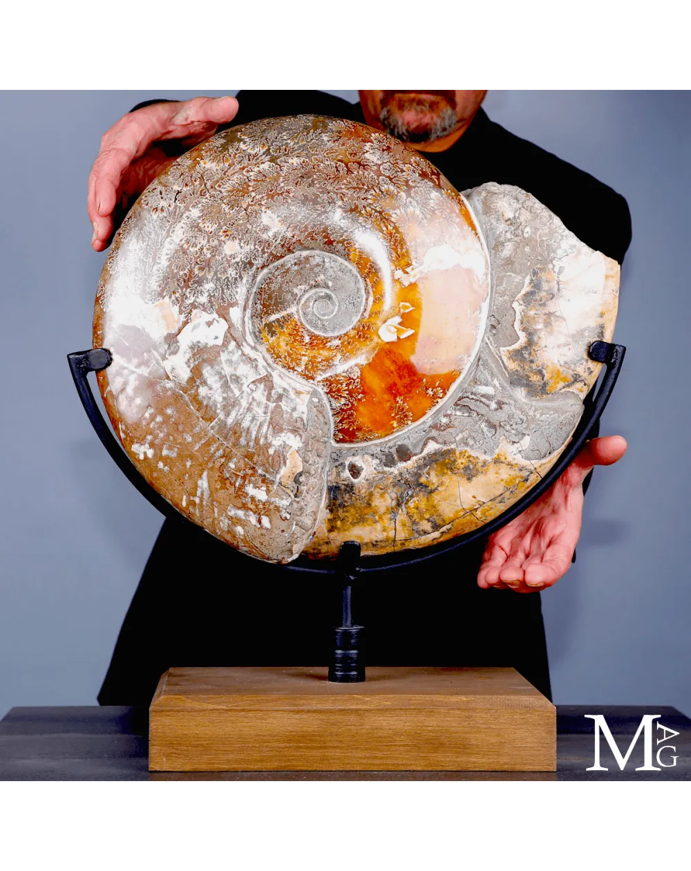 Ammonite fossile Cleoniceras - Grande esemplare su base girevole.