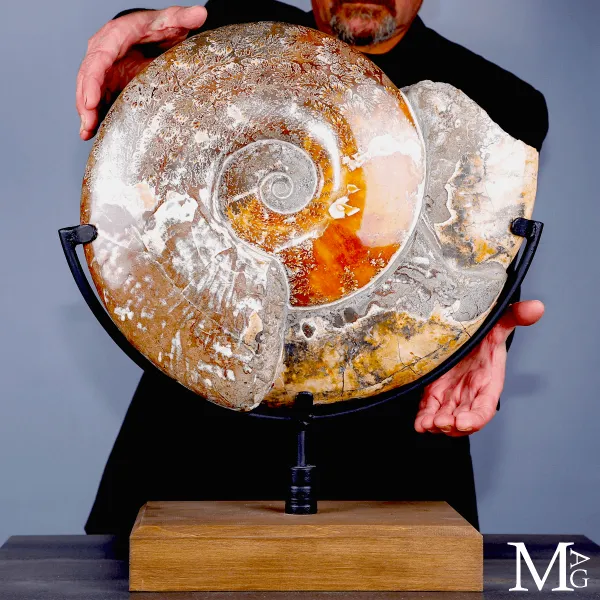 Ammonite fossile Cleoniceras - Grande esemplare su base girevole.