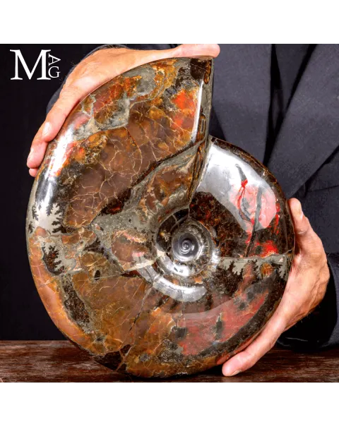 Craspedodiscus Discofalcatus – L’ammonite dalle luci rosse dell’Artico.