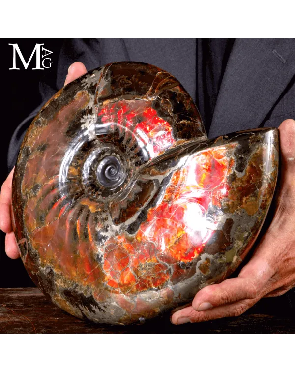 Craspedodiscus Discofalcatus – L’ammonite dall...