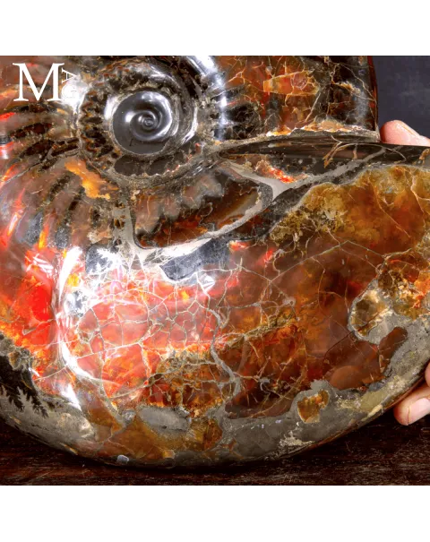 Craspedodiscus Discofalcatus – L’ammonite dalle luci rosse dell’Artico.