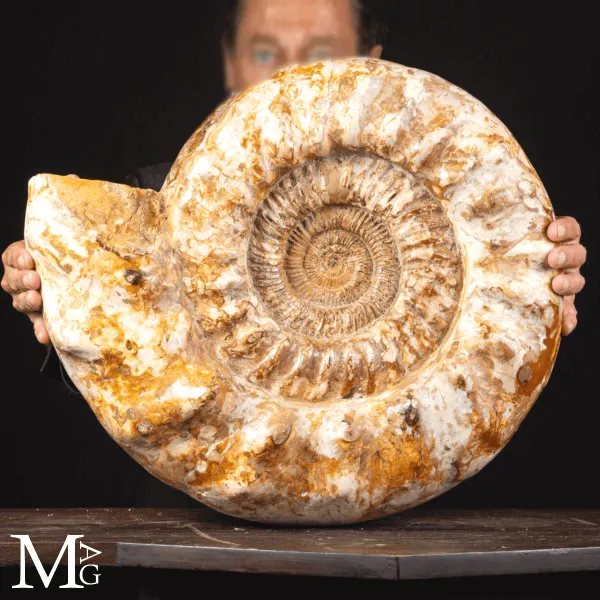 Douvilleiceras – Ammonite fossile del Cretaceo.
