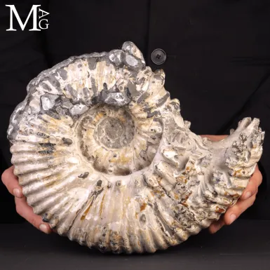 Speciale Ammonite Fossile Douvilleiceras Mammillat...