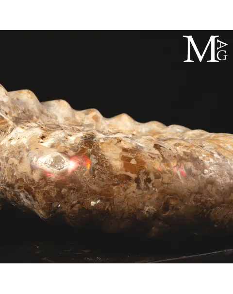 Ammonite Fossile Gigante – Douvilliceras