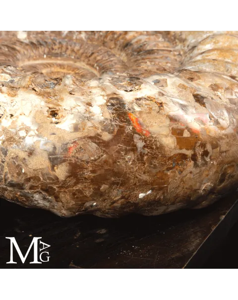 Ammonite Fossile Gigante – Douvilliceras