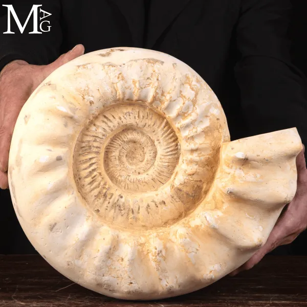 Ammonite Bianca Kranaosphinctes.