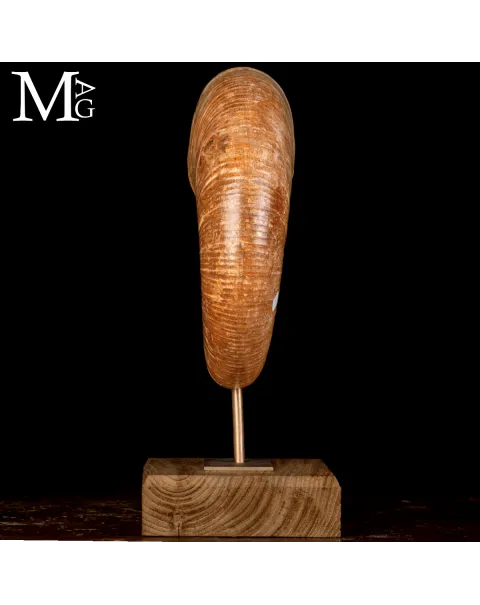 Ammonite Fossile Lytoceras – Eleganza Preistorica su Base.