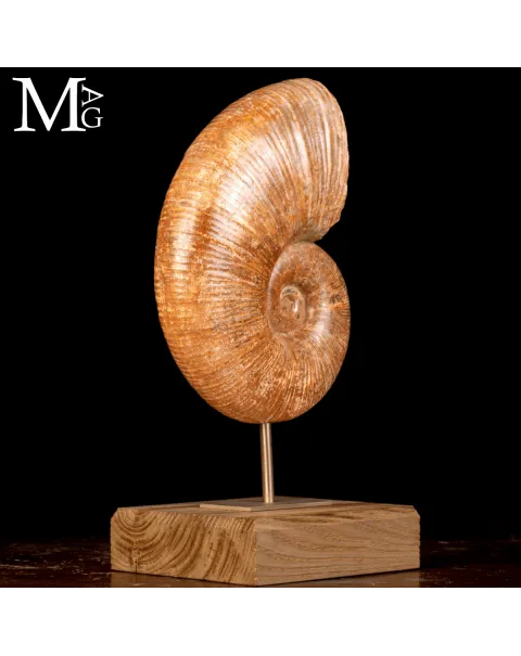 Ammonite Fossile Lytoceras – Eleganza Preistorica su Base.