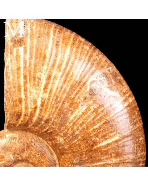 Ammonite Fossile Lytoceras – Eleganza Preistorica su Base.