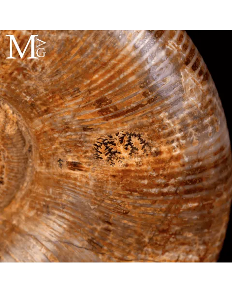 Ammonite Fossile Lytoceras – Eleganza Preistorica su Base.