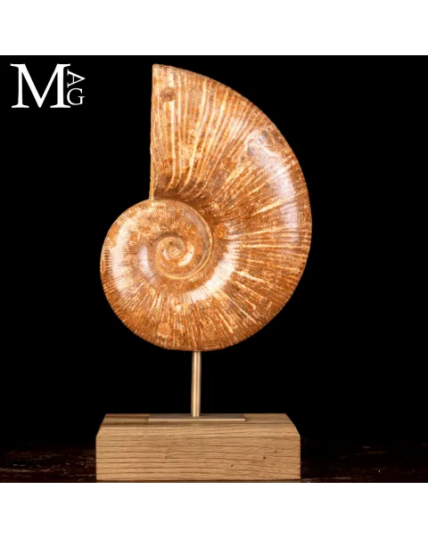 Ammonite Fossile Lytoceras – Eleganza Preistorica su Base.