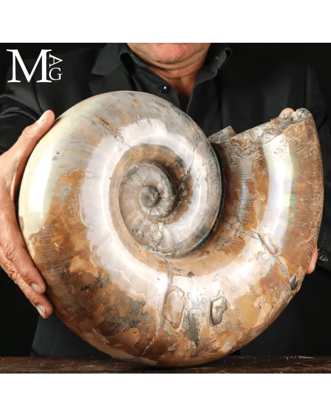 Ammonite Fossile Lytoceras sp. – Superficie Opalescente.