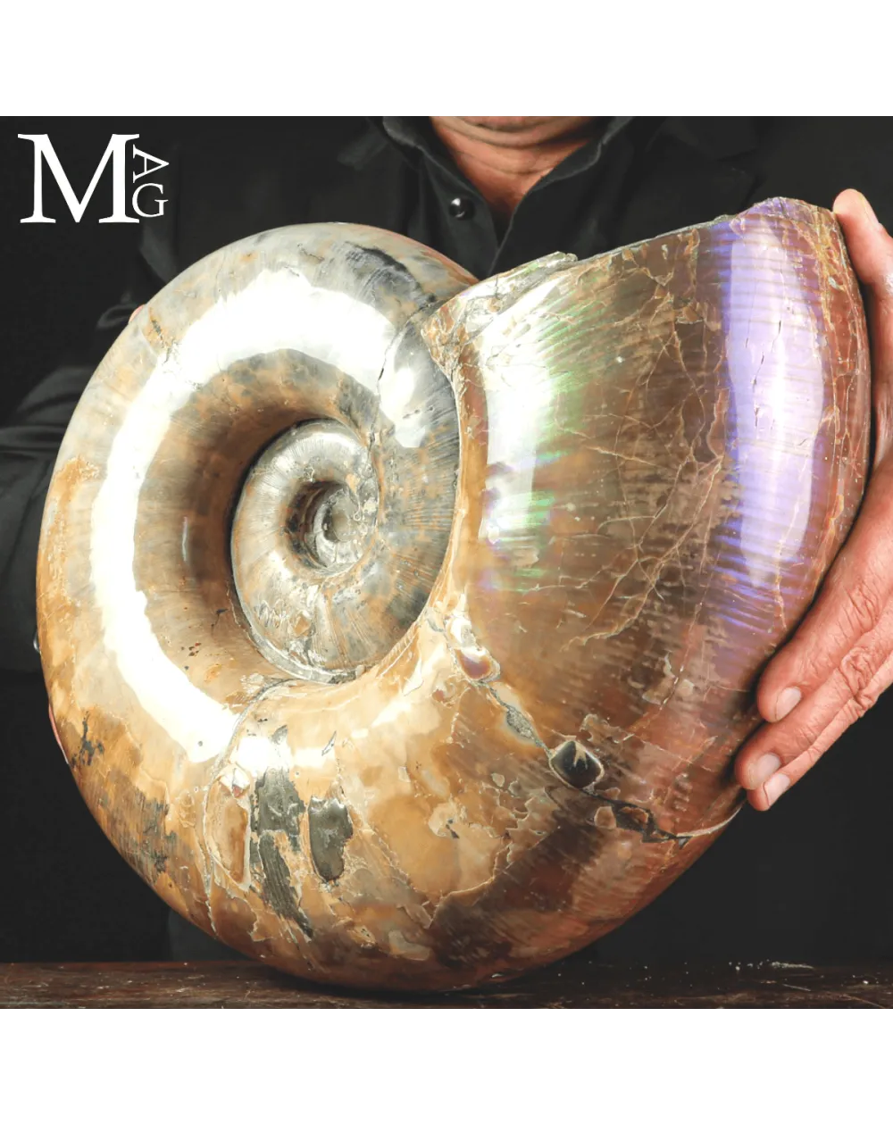 Ammonite Fossile Lytoceras sp. – Superficie Opalescente.
