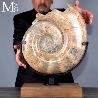 Lytoceras fossile - Grande ammonite su base.