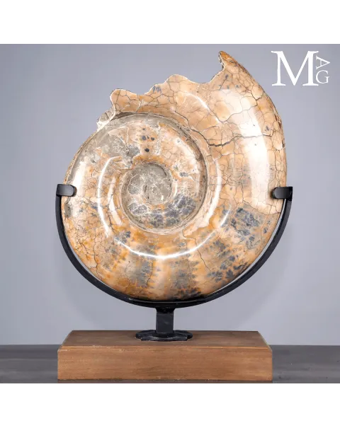 Lytoceras fossile - Grande ammonite su base.
