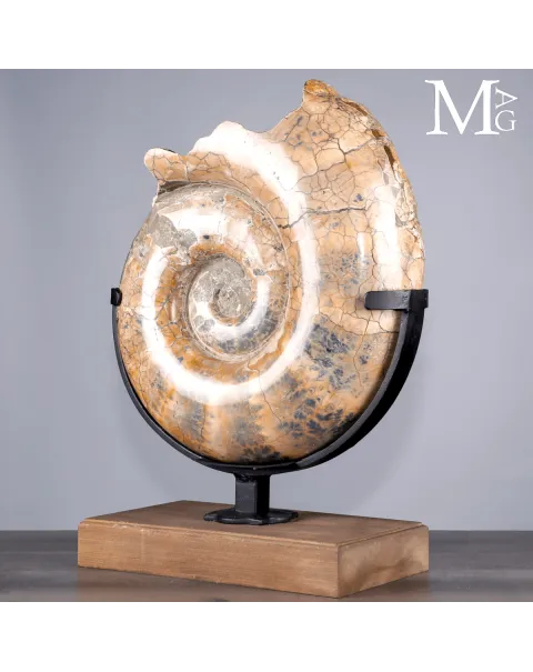 Lytoceras fossile - Grande ammonite su base.