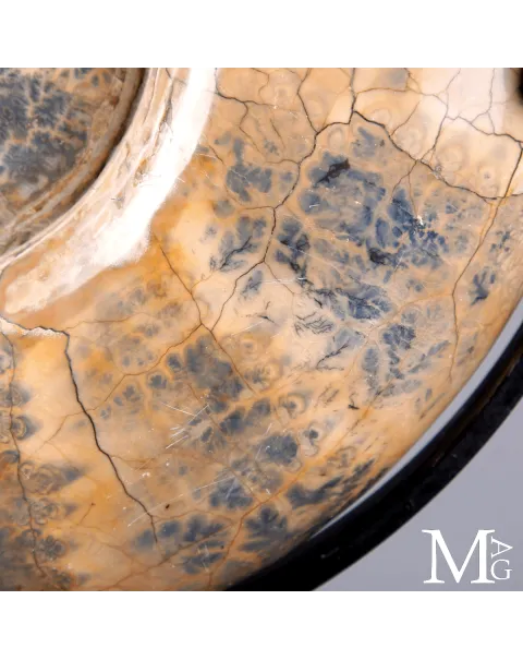 Lytoceras fossile - Grande ammonite su base.