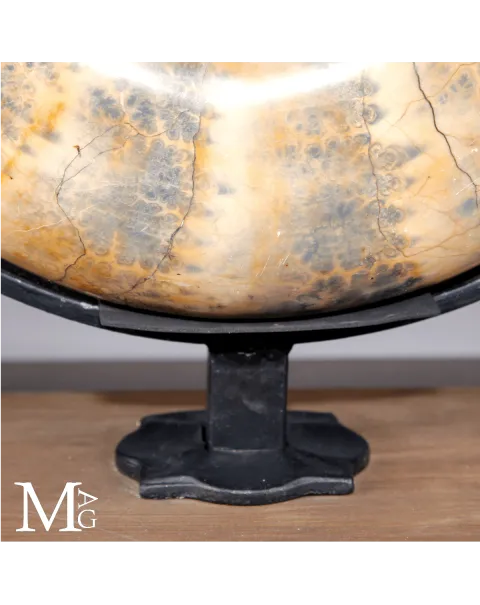 Lytoceras fossile - Grande ammonite su base.