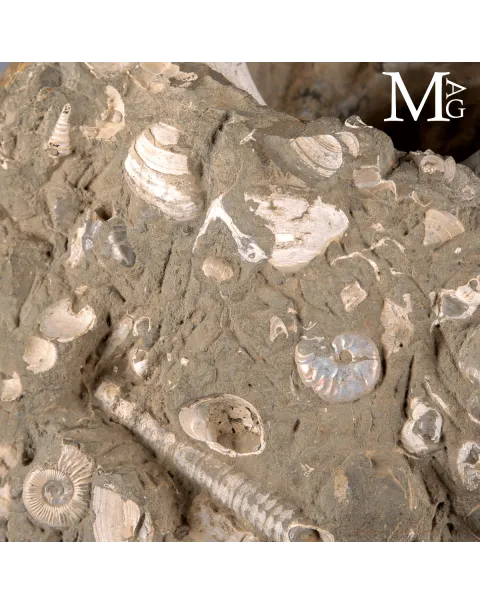 Lytoceras fossile - Grande ammonite su base.
