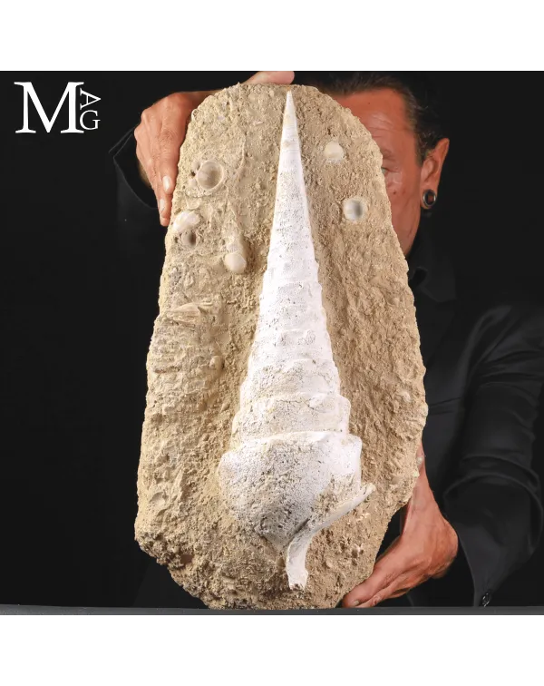 Campanile Giganteum – L’eleganza fossile dell�...