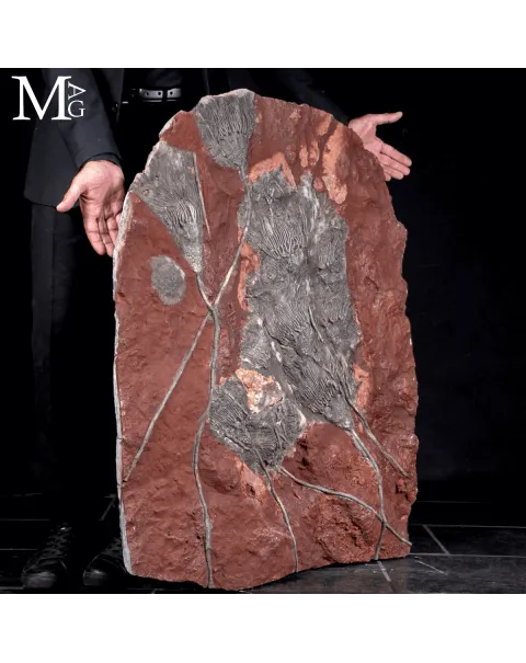 Lastra Fossile con Crinoidi – Paleozoico del Marocco