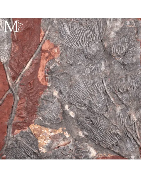 Lastra Fossile con Crinoidi – Paleozoico del Marocco