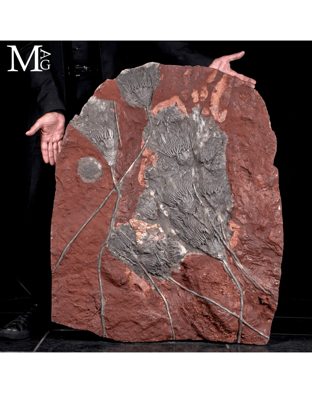 Lastra Fossile con Crinoidi – Paleozoico del Marocco