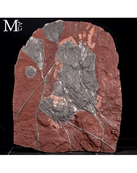 Lastra Fossile con Crinoidi – Paleozoico del Marocco
