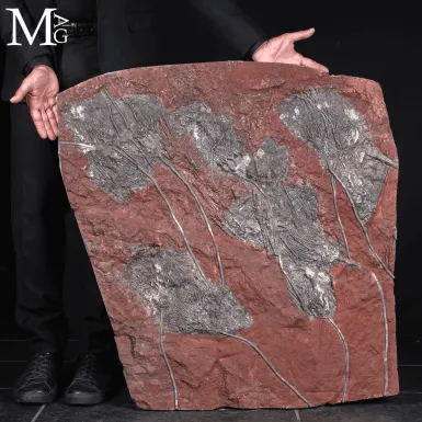 Grande Lastra Fossile con Crinoidi – Marocco 