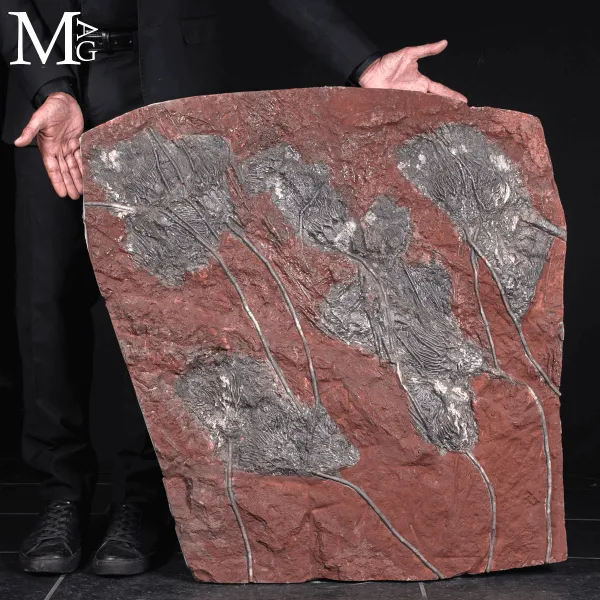 Grande Lastra Fossile con Crinoidi – Marocco 