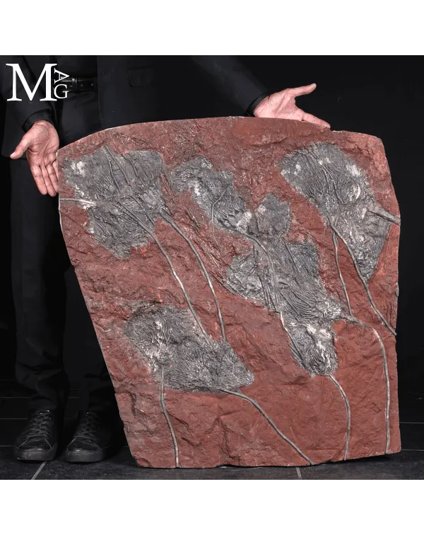 Grande Lastra Fossile con Crinoidi – Marocco 