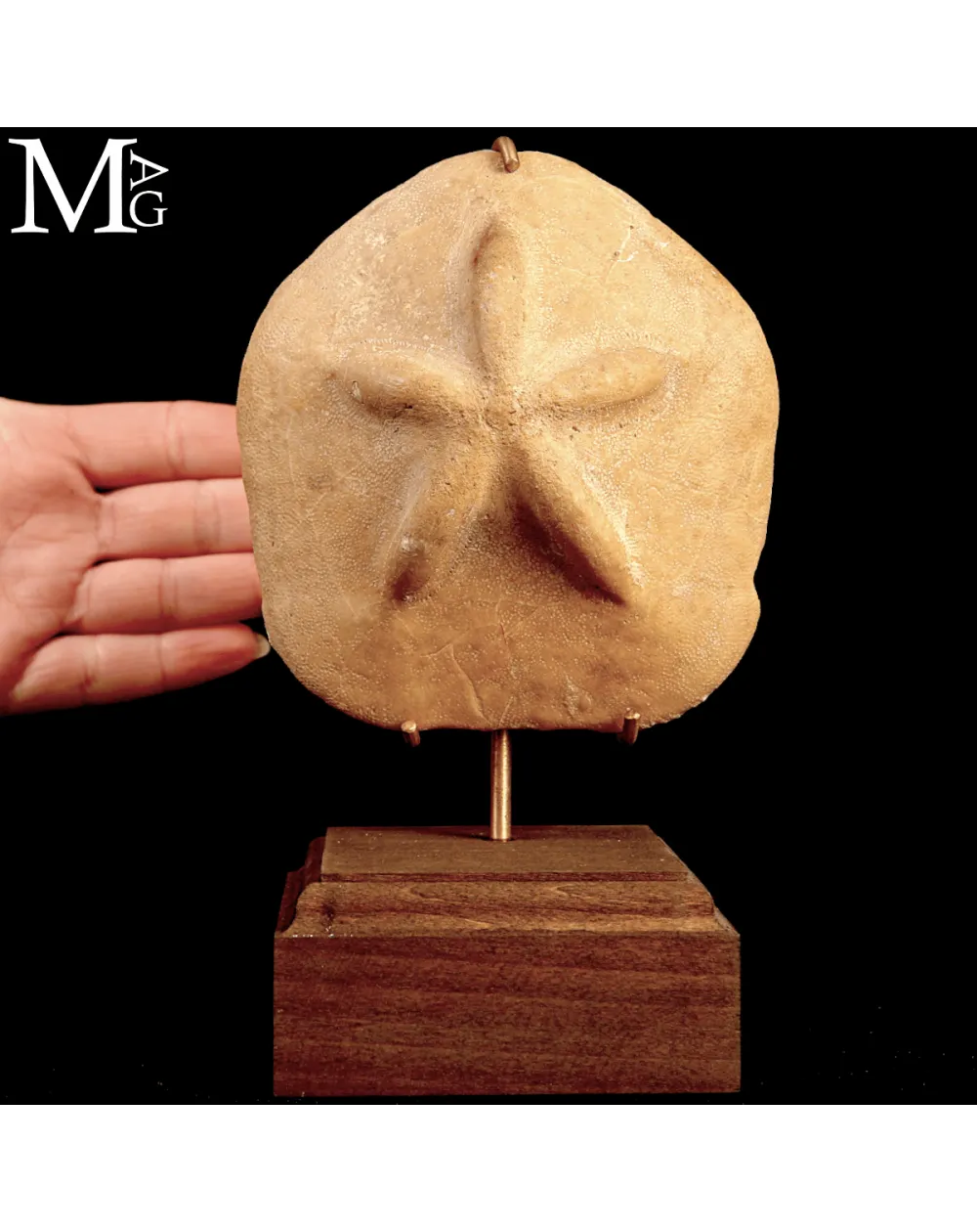 Clypeaster Crassicostatus – Riccio fossile del Miocene.